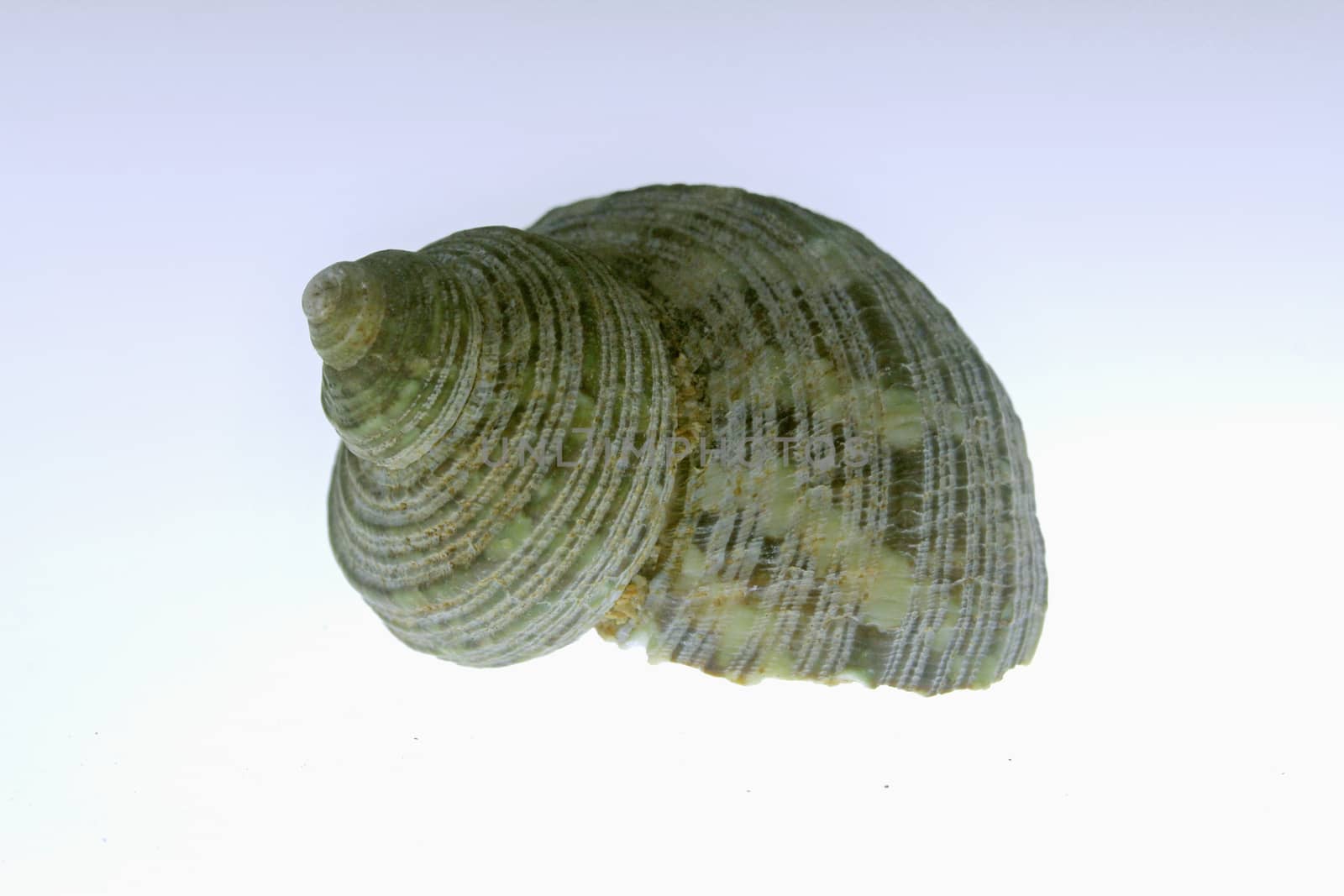 Turbo sparverius shell
