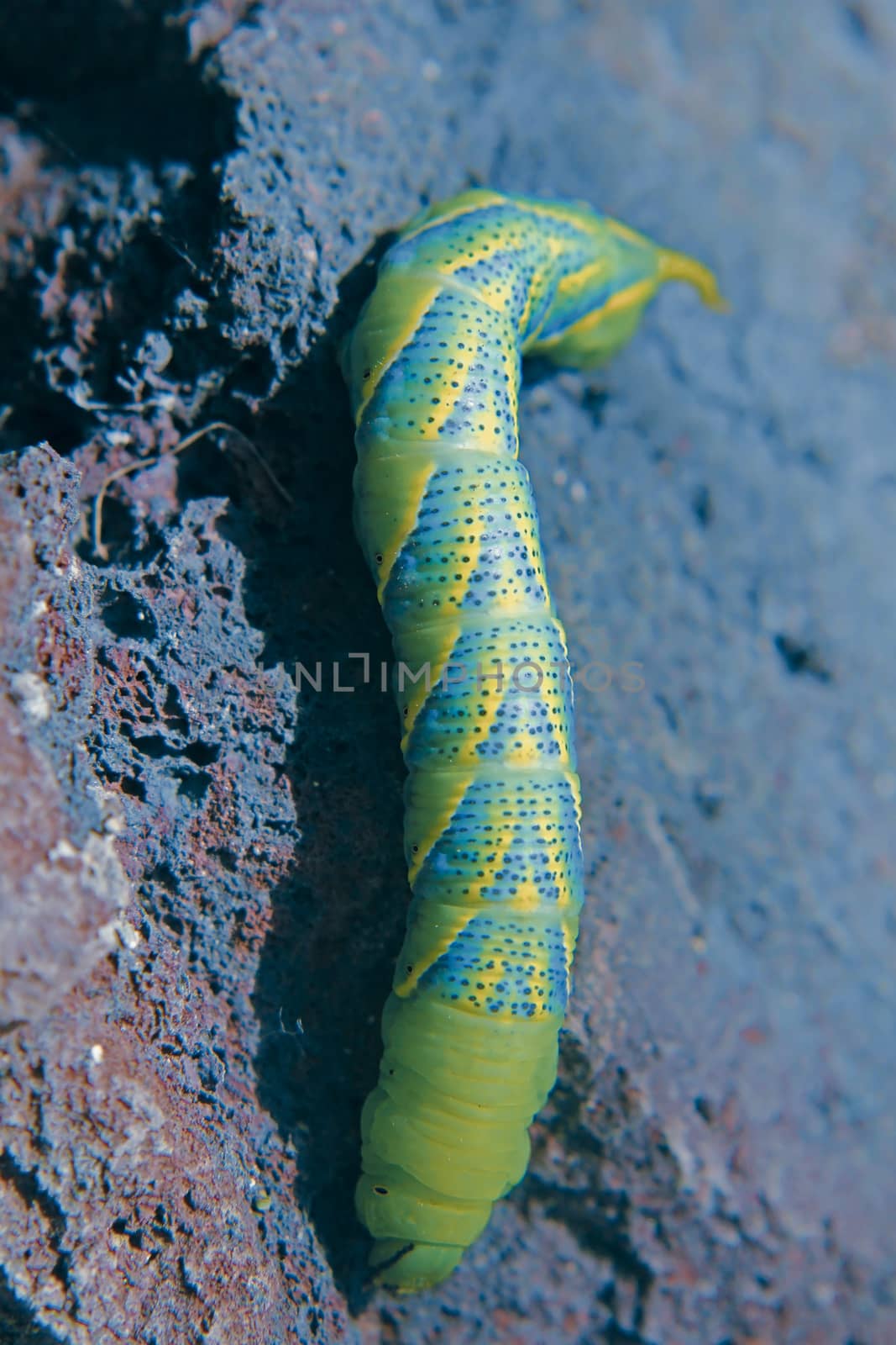 Death's Head Hawkmoth (Acherontia atropos) Caterpillar