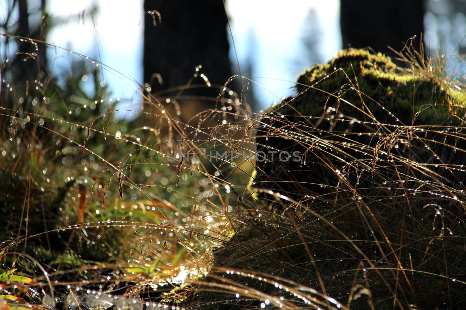 Photo shows details of countryside wood and landscape.