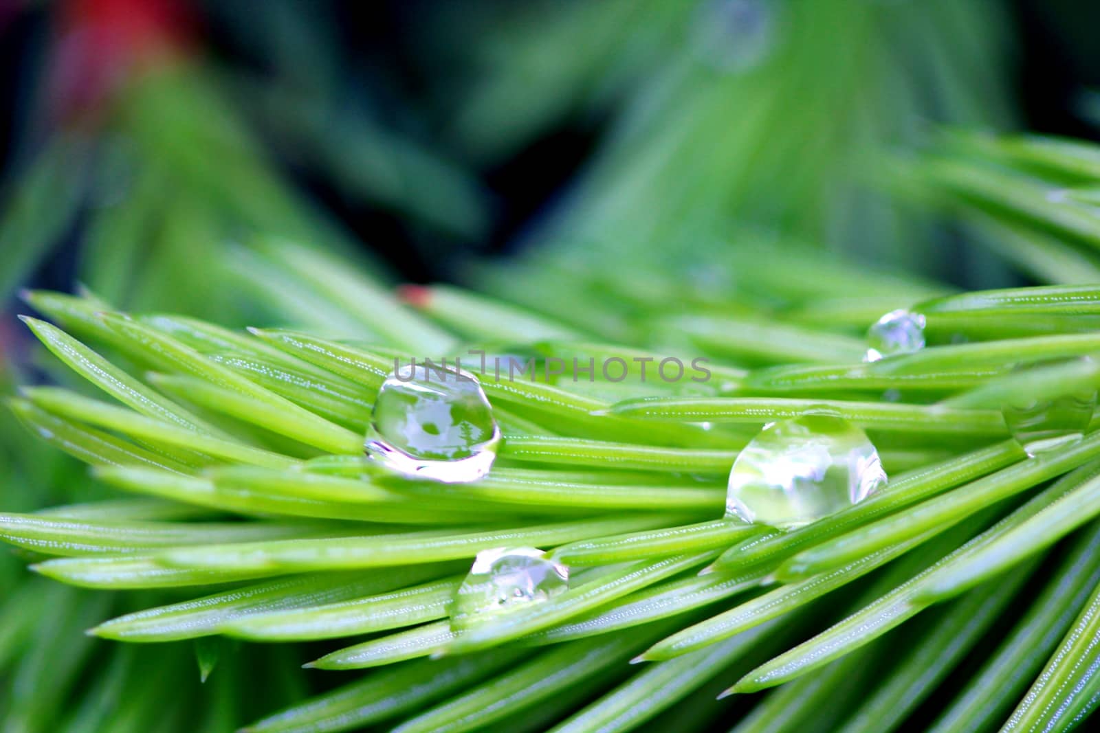 Photo shows details of water drops and green leafs in the garden.