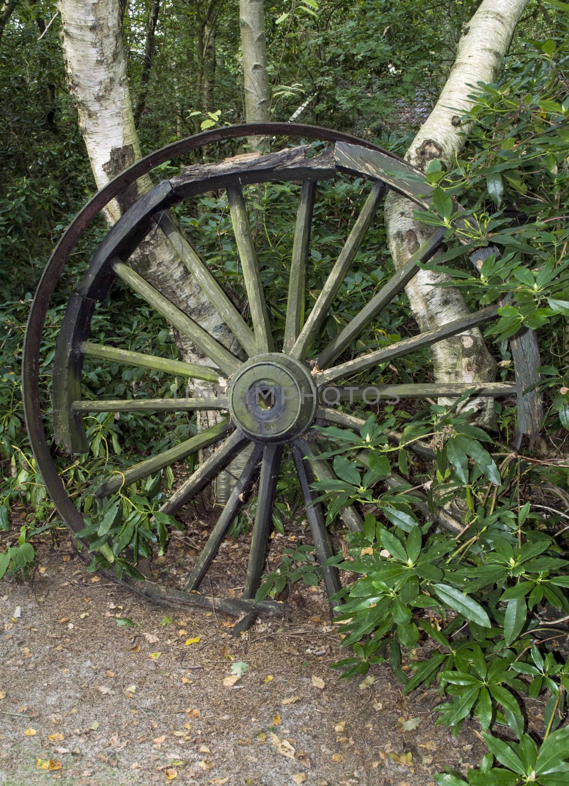 old wooden coach wheel in forest