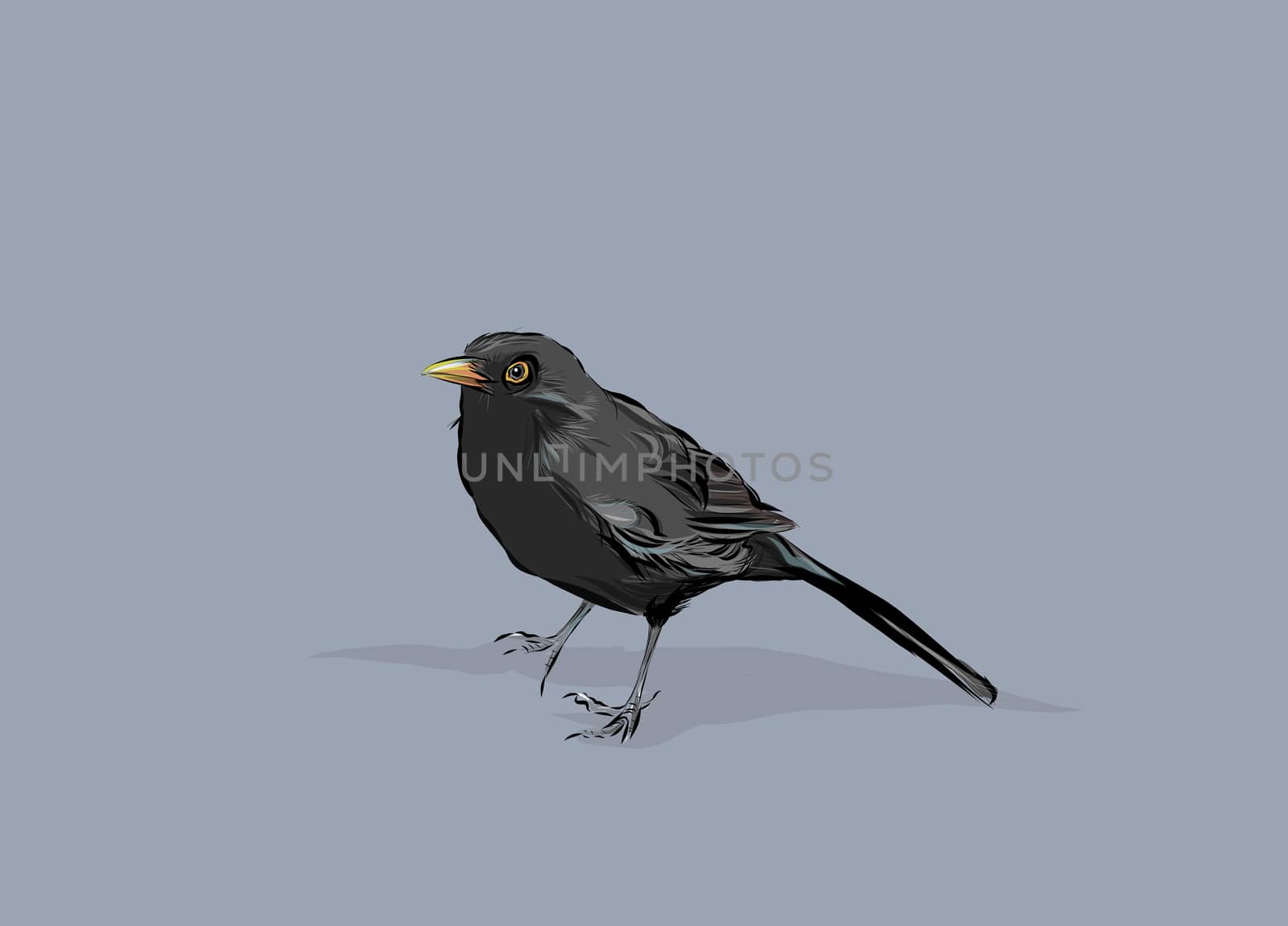 A hand drawn vector illustration of a blackbird.