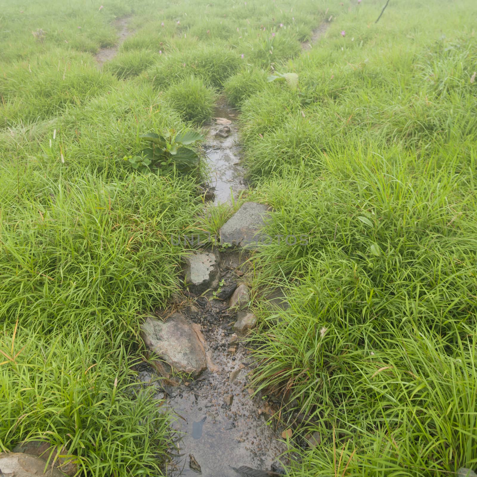 Streams flowing from the mountains. Runs through the meadows A cool, crisp morning air of the mountains.