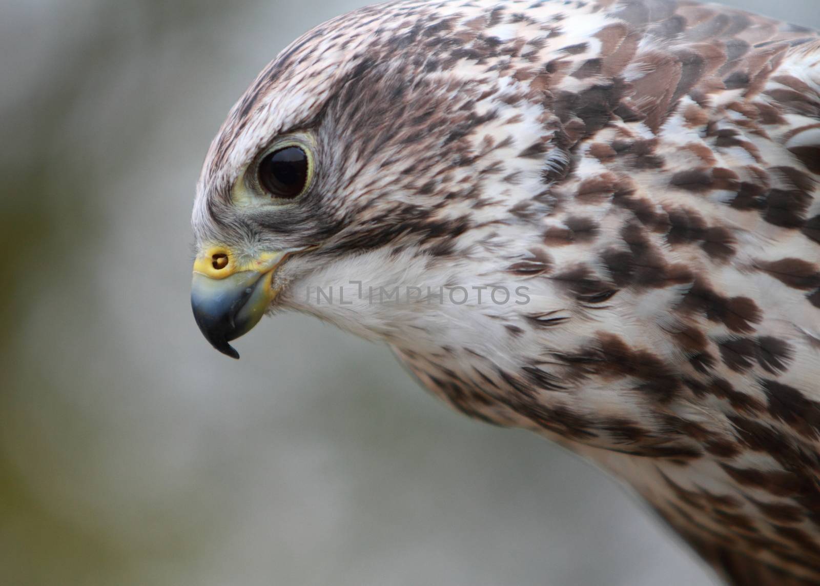 Gyr-saker falcon by mitzy