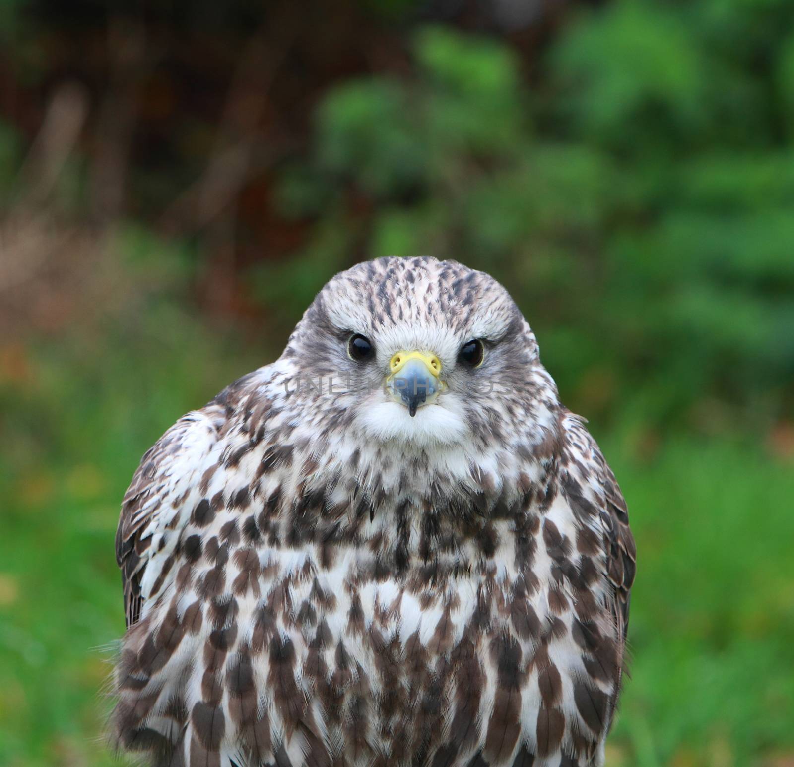 Gyr-saker falcon by mitzy