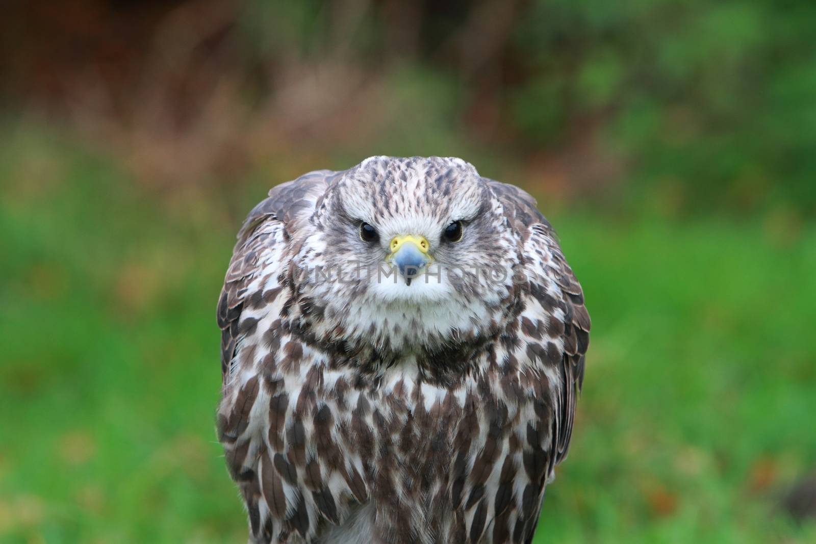 Gyr-saker falcon