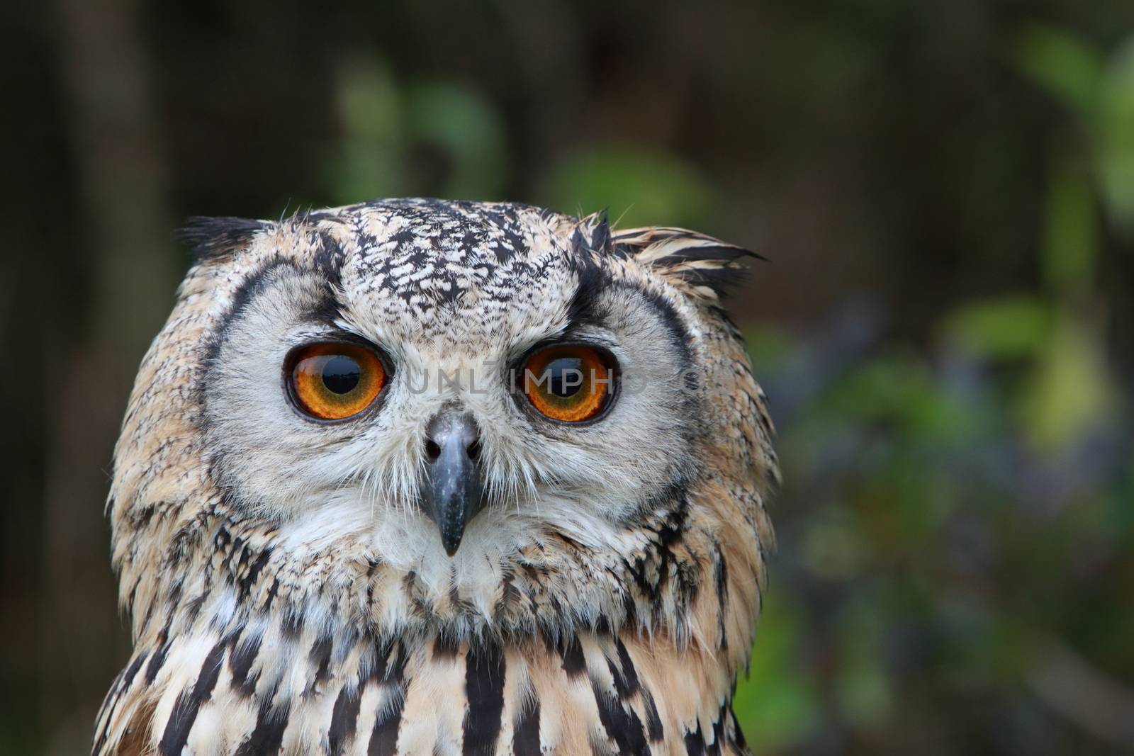 Indian Eagle Owl by mitzy