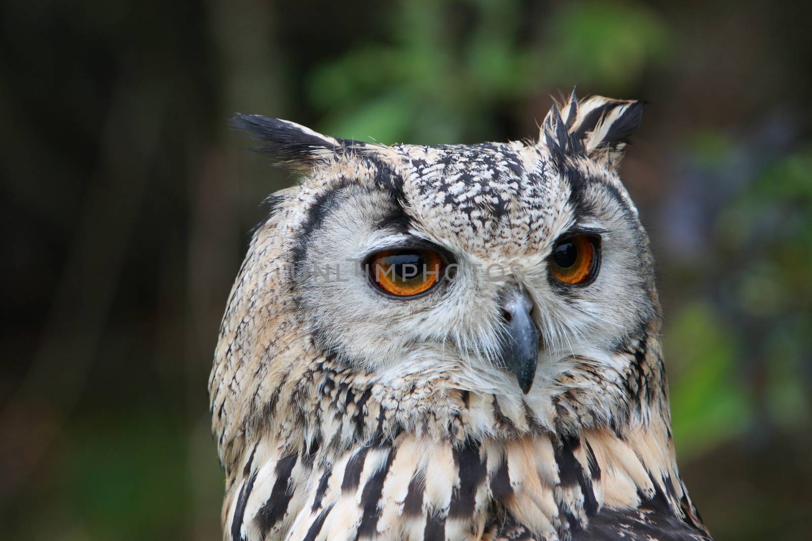 Indian Eagle Owl by mitzy