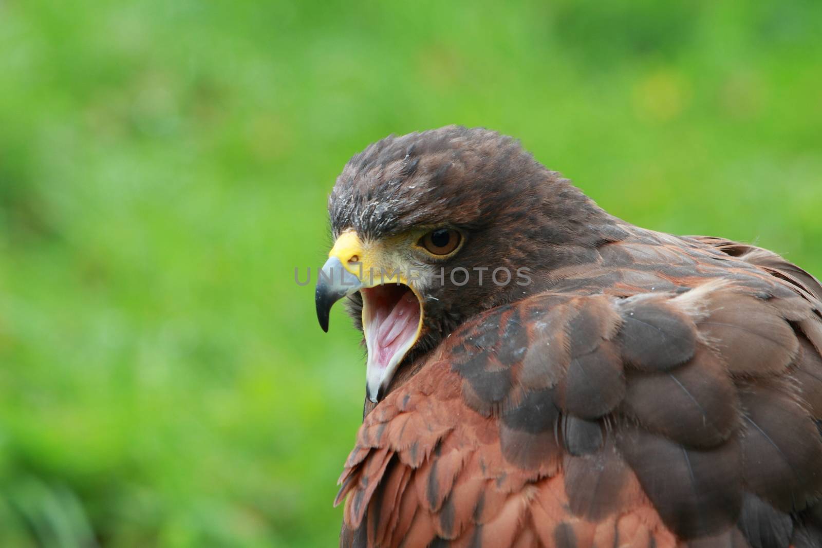 Bay winged Hawk