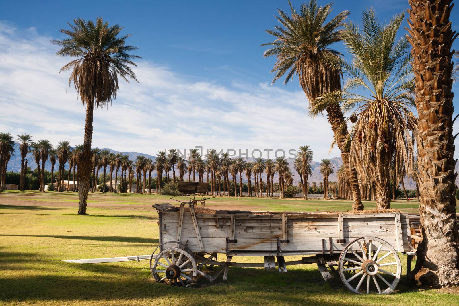 Old Buckboard Covered Wagon Palm Tree Oasis Death Valley by ChrisBoswell