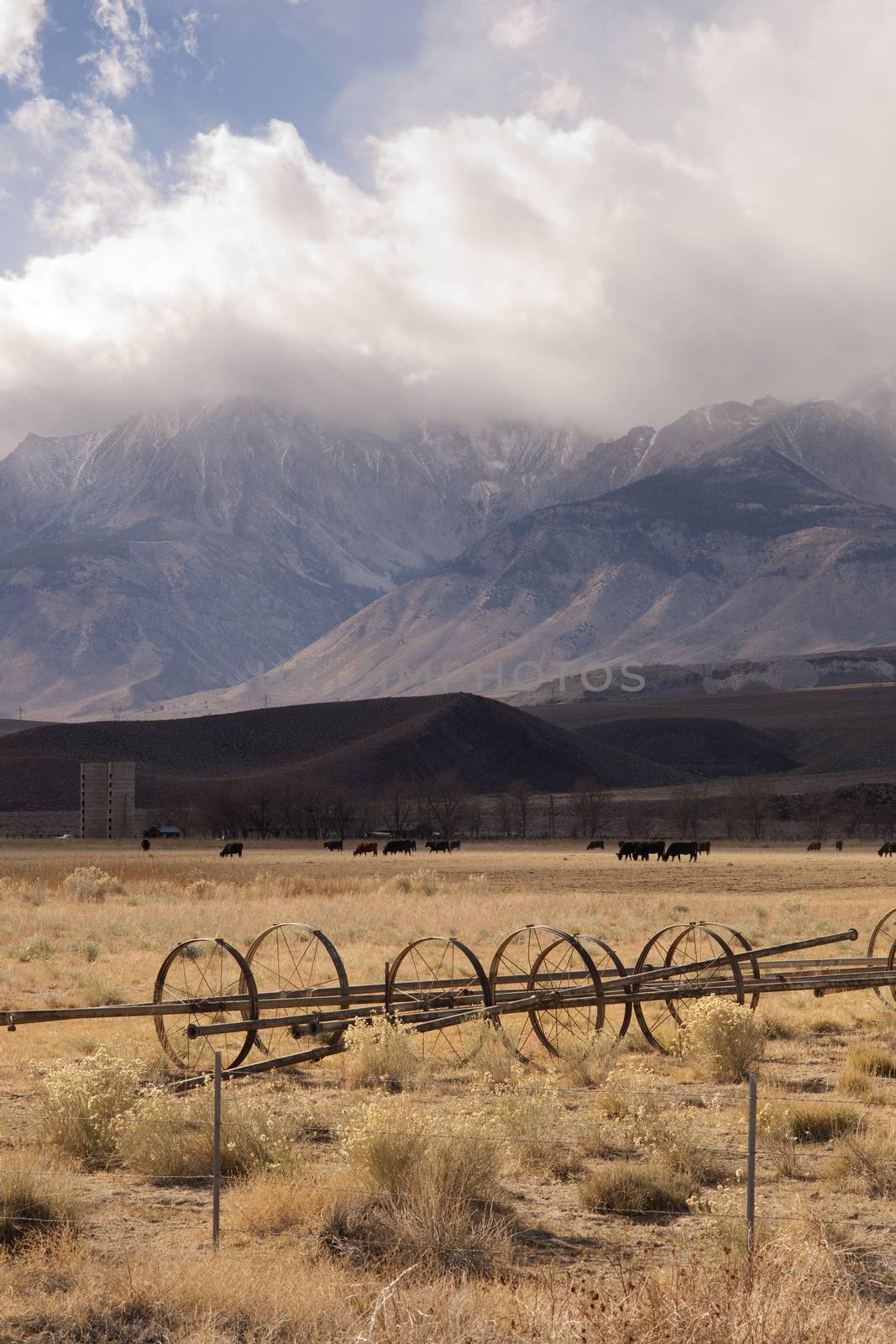 Cattle graze under a changing sky on this California Ranch