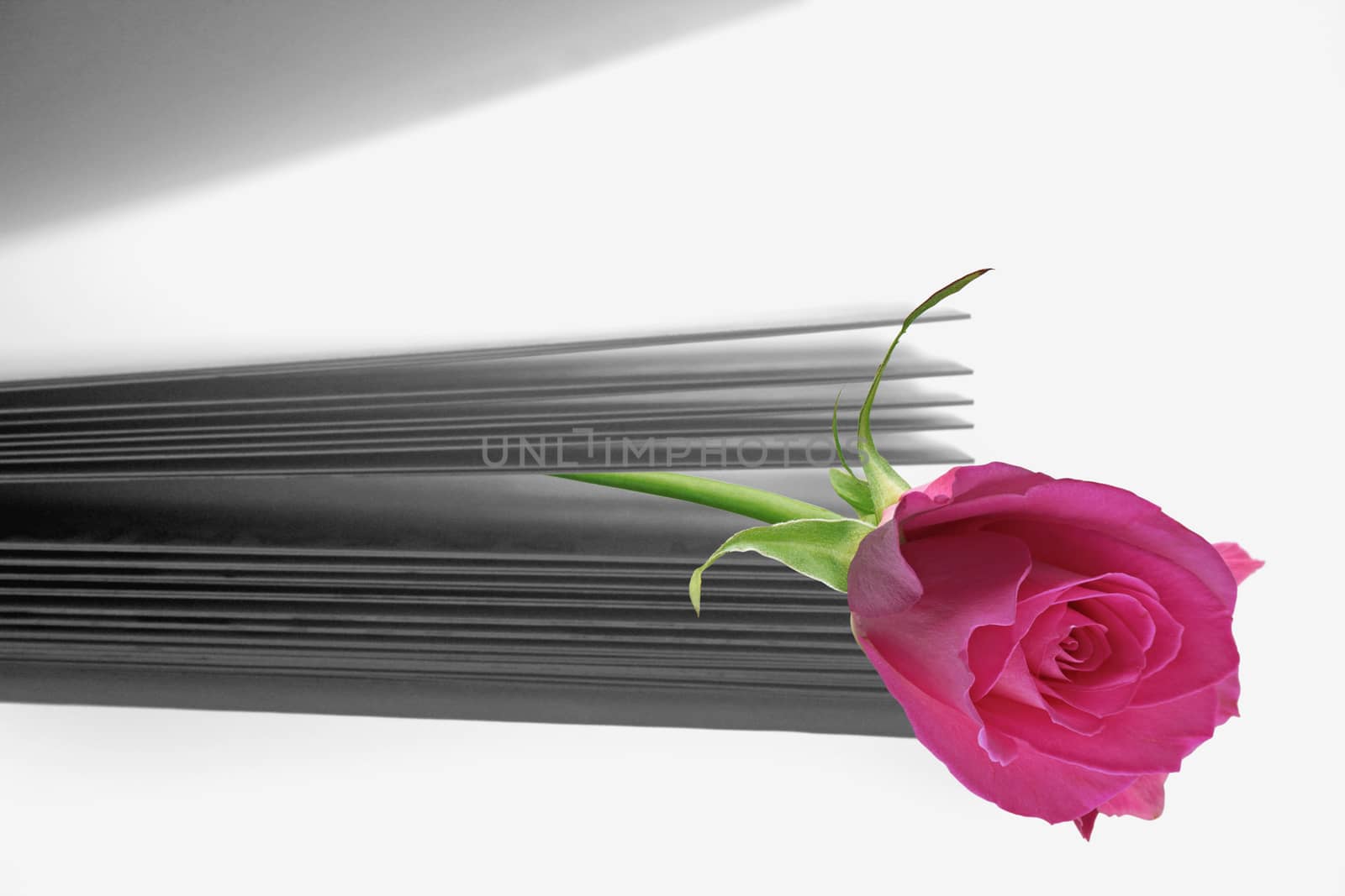 pink rose on a book close up shoot by yands