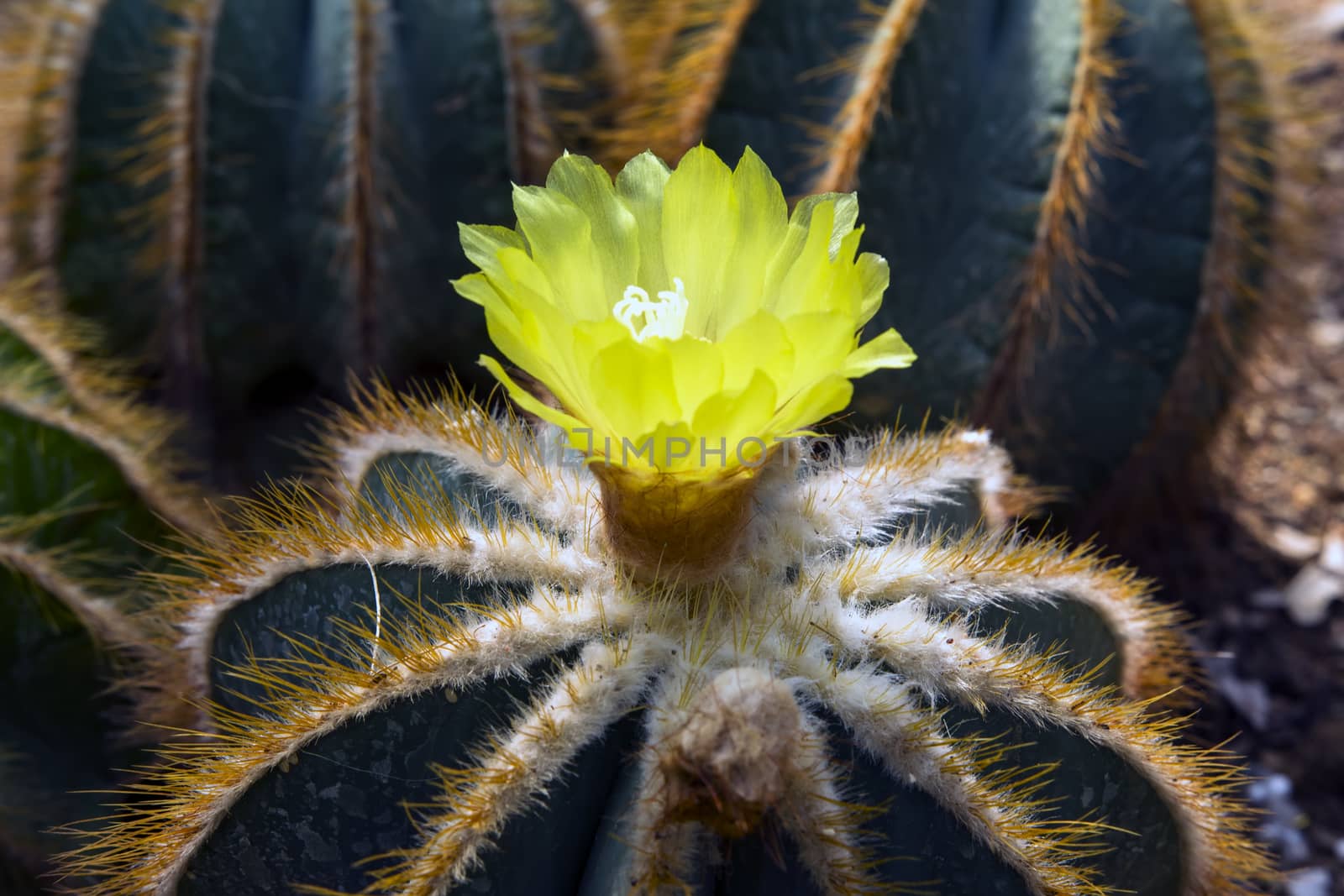 Flower of Notocactus Mammulosus. by GNNick