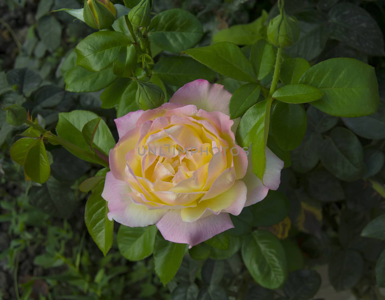 Beautiful rose in a garden