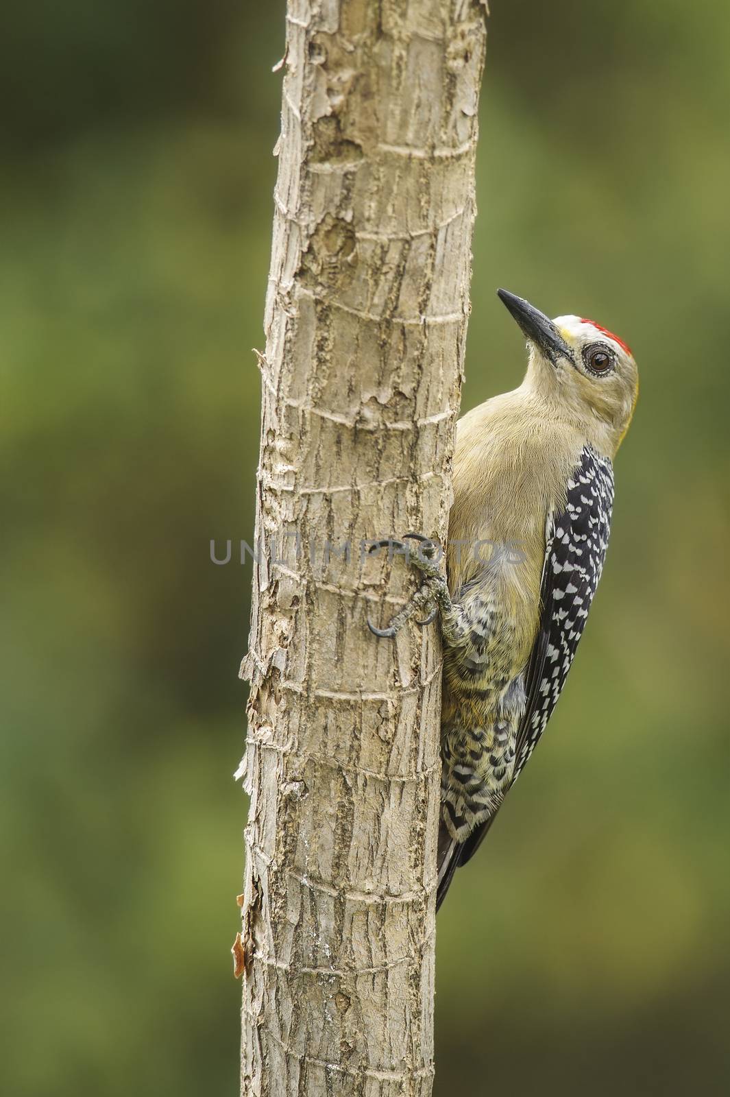 Male Hoffmann Woodpecker photographed in Costa Rica.