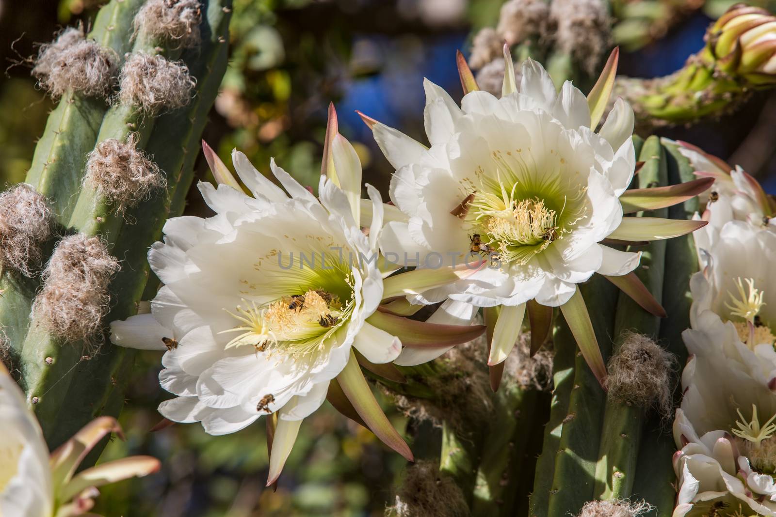 Once yearly blooms on night blooming cerius