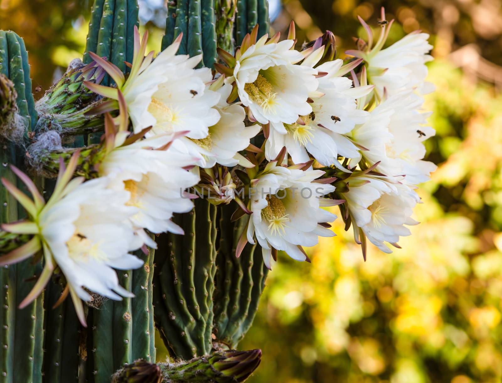 Rare Night Blooming Cereus Cactus by Creatista