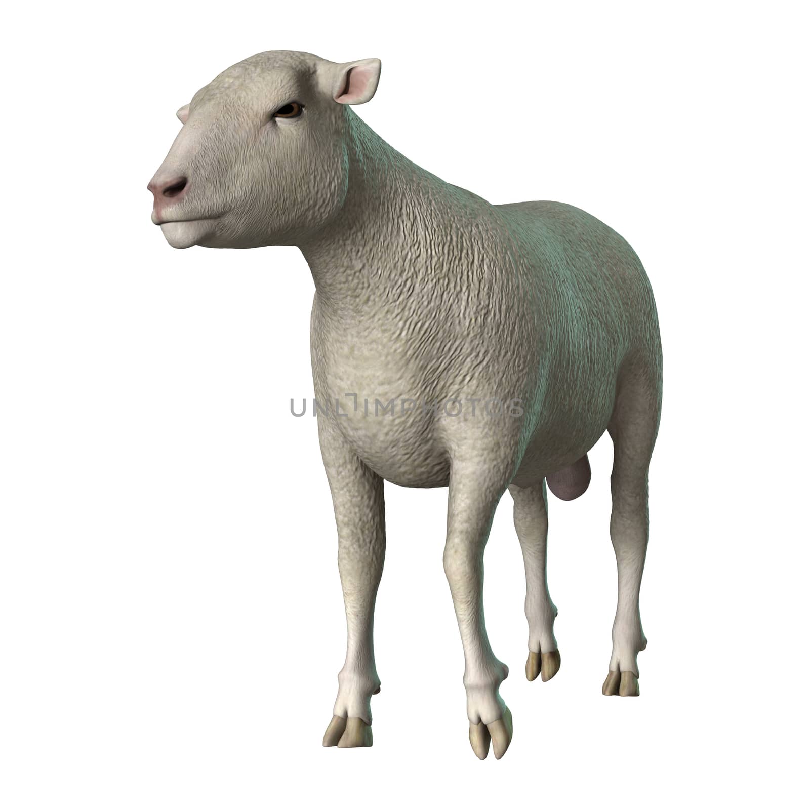 3D digital render of a sheep isolated on white background