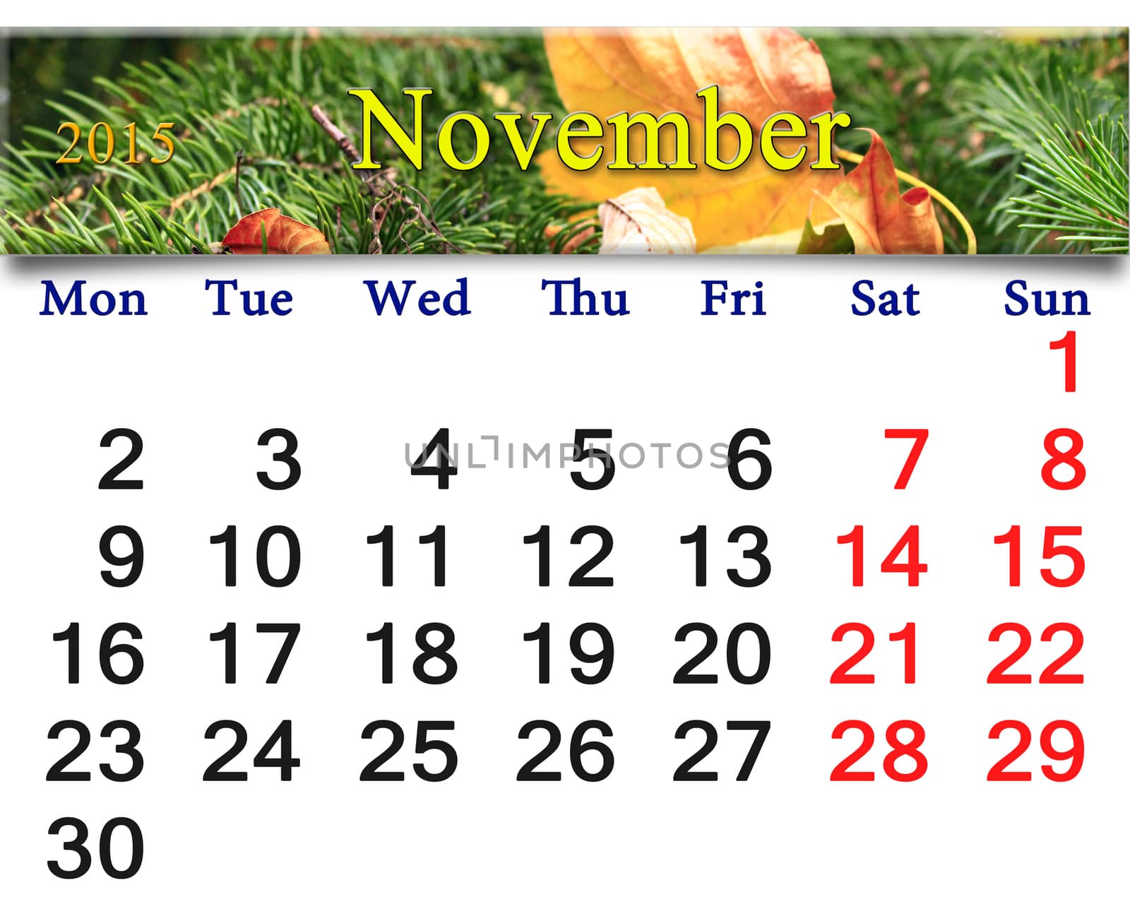 calendar for November of 2015 with yellow leaf on the spruce by alexmak