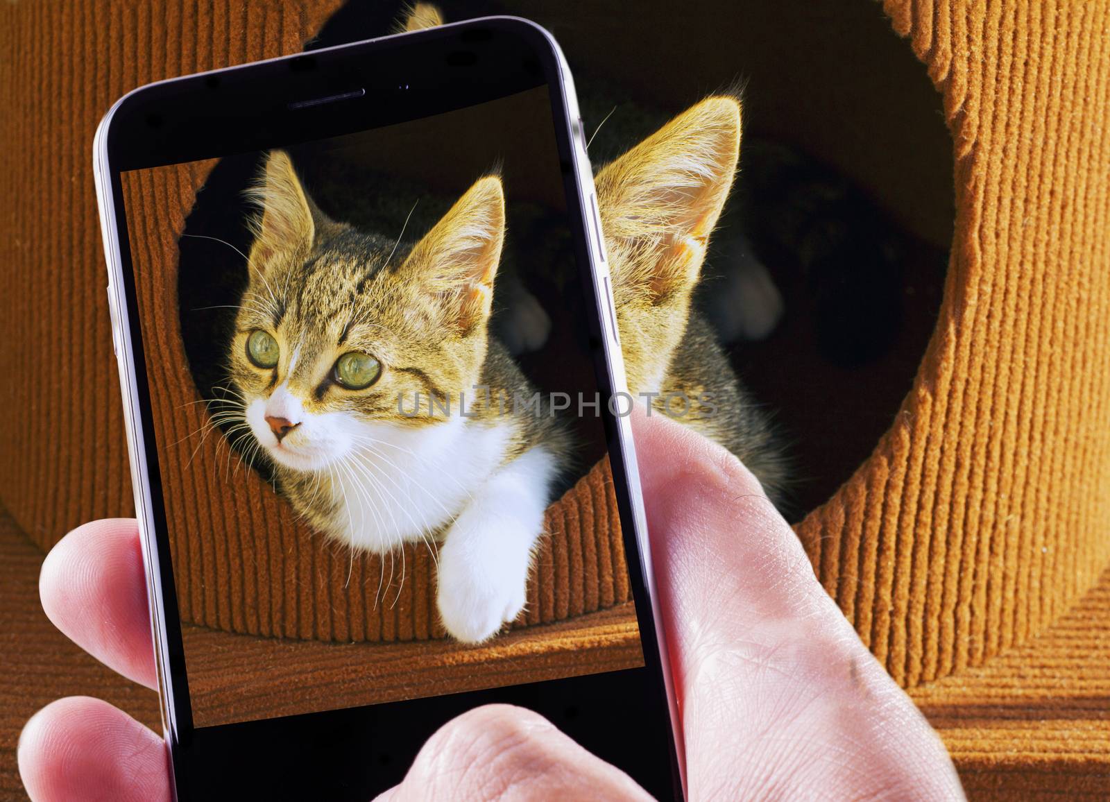 Smartphone in male hand taking a shot of a beautiful small cat
