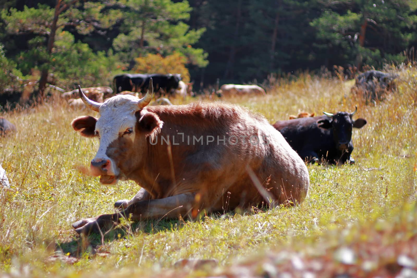 Cows and bulls laying on he summer meadow by scullery