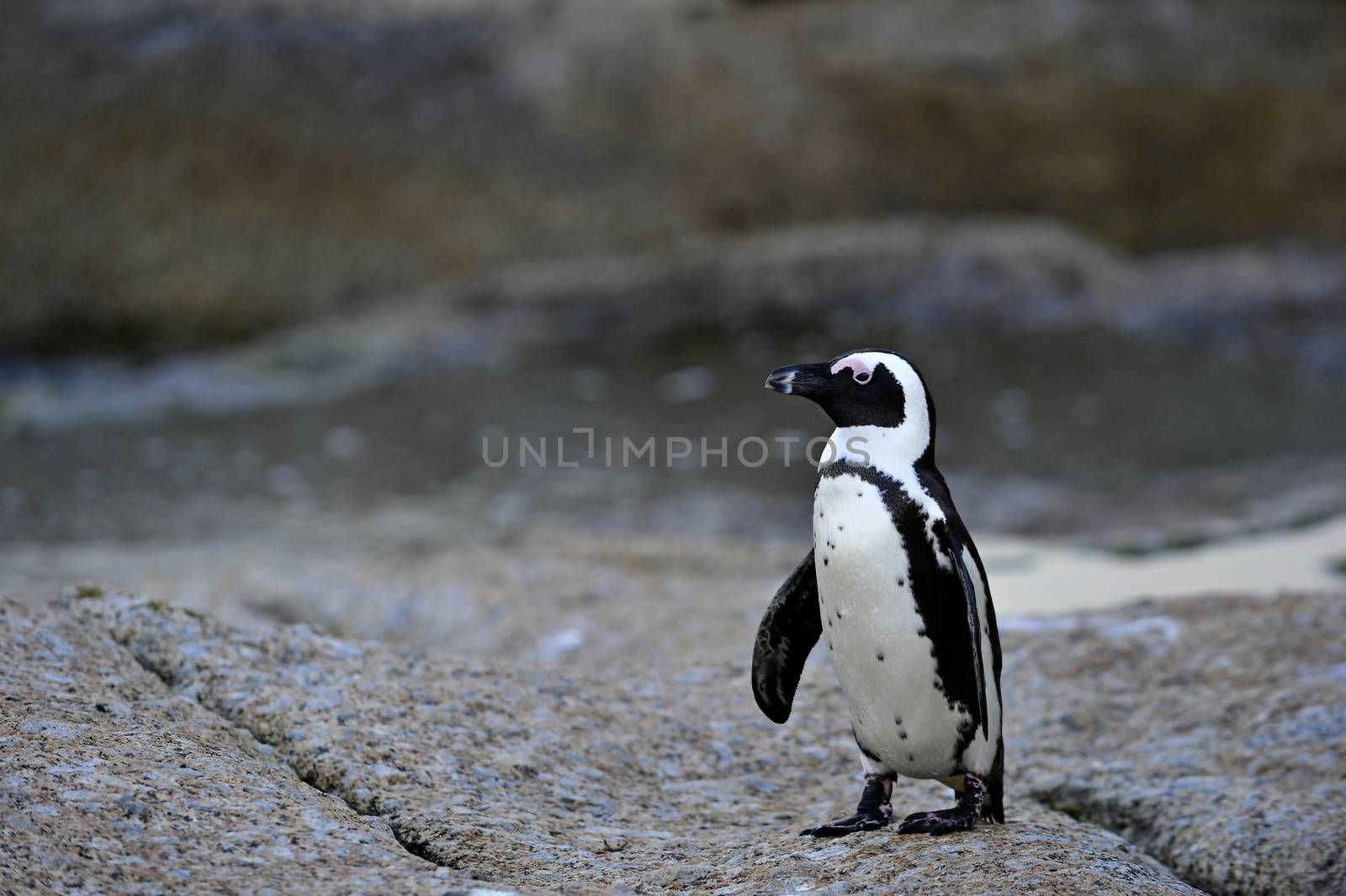 Walking African penguins (spheniscus demersus) at the Boulders colony.  ( jackass penguin and black-footed penguin)