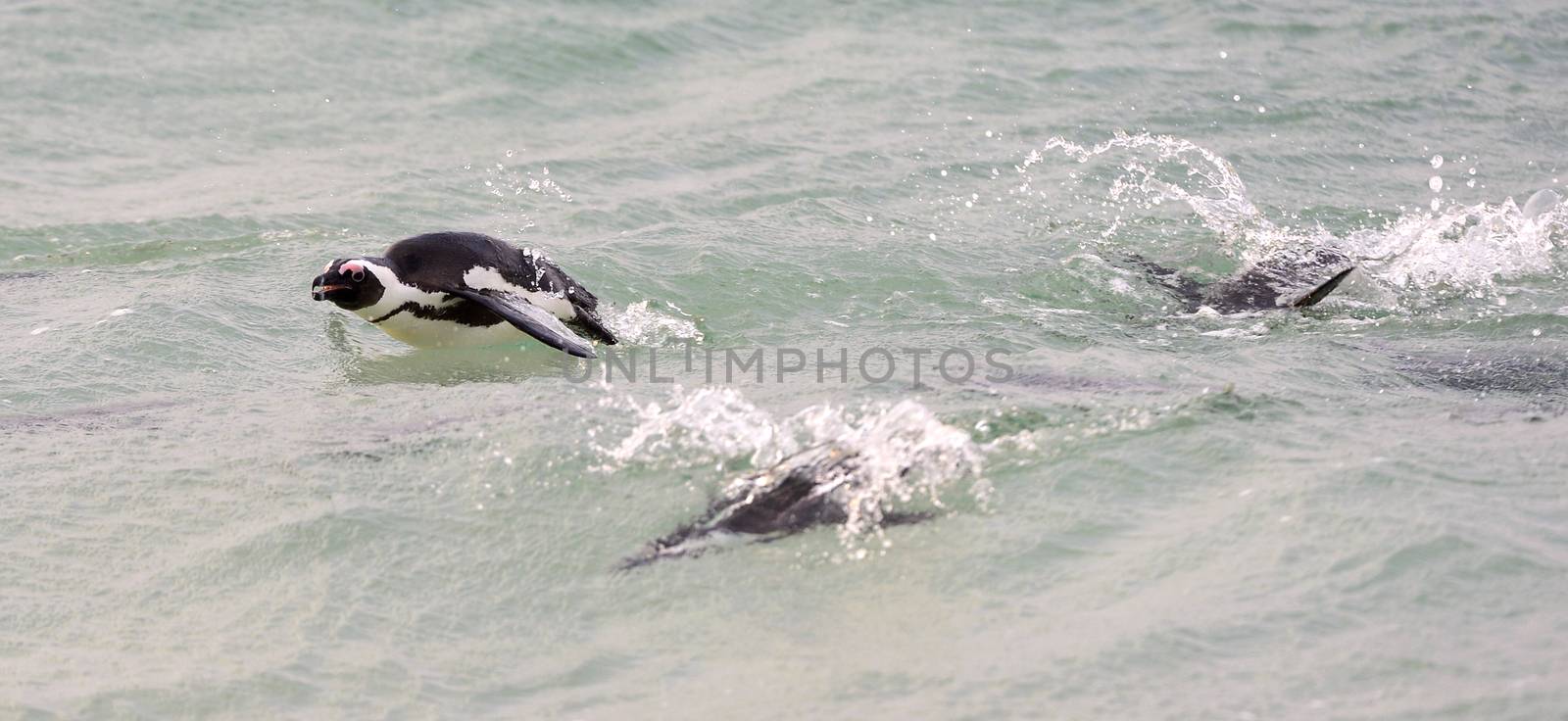 Swimming African Penguins.The African penguin (Spheniscus demersus), also known as the jackass penguin and black-footed penguin is a species of penguin, confined to southern African waters. 