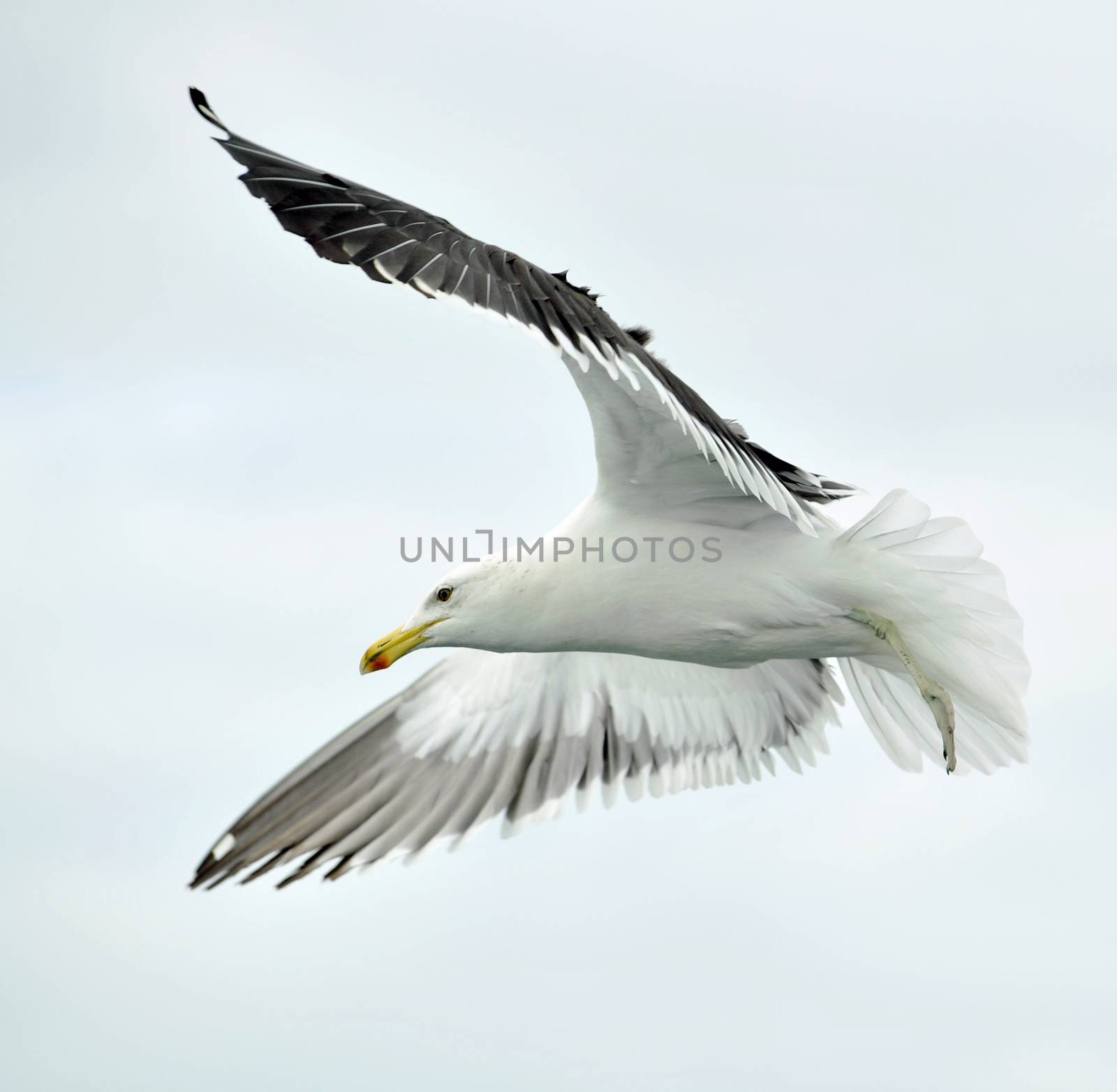 flying seagull by SURZ