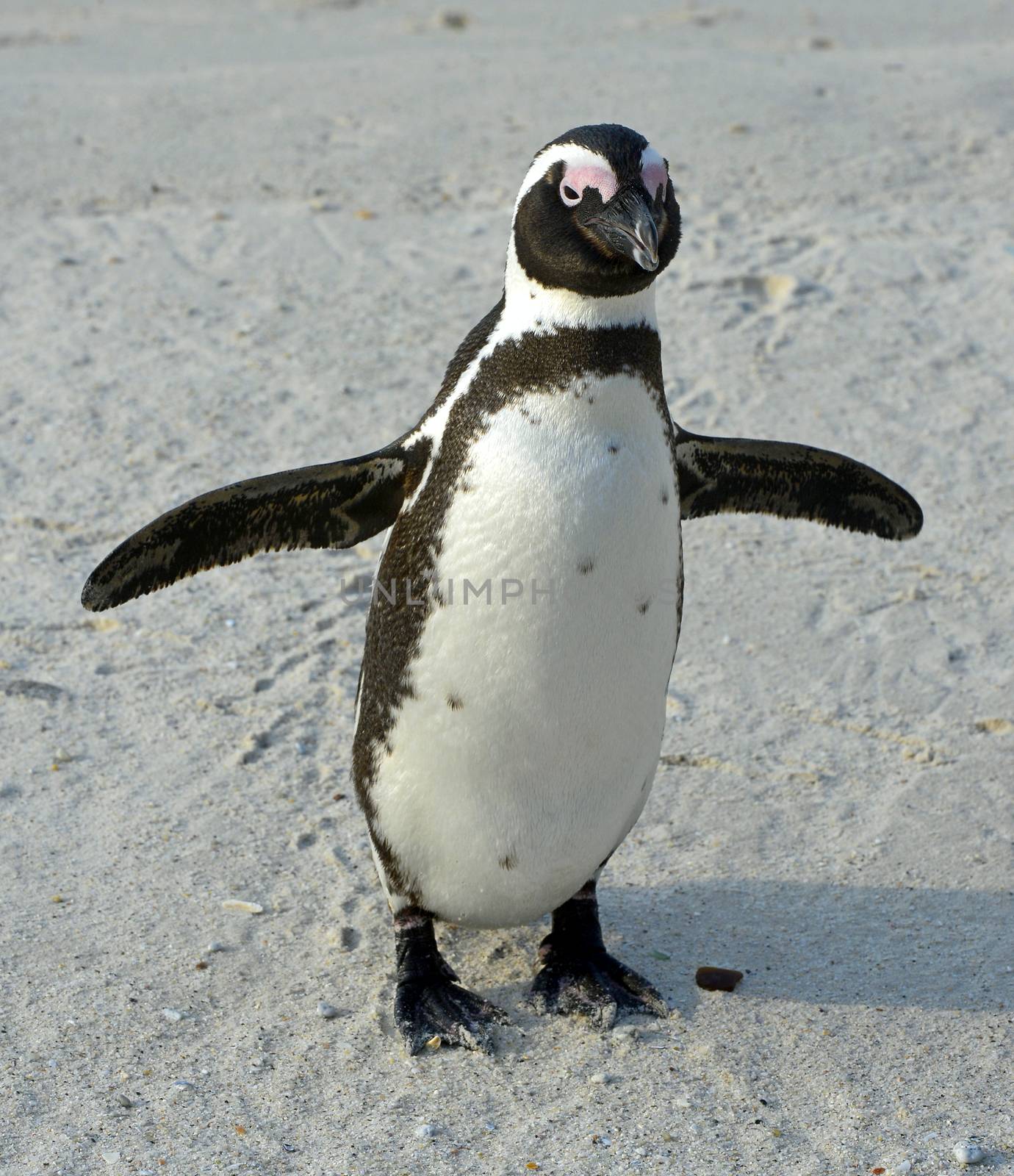 Walking African penguin (spheniscus demersus) with footprint on the sand. Boulders colony in Cape Town, South Africa. 