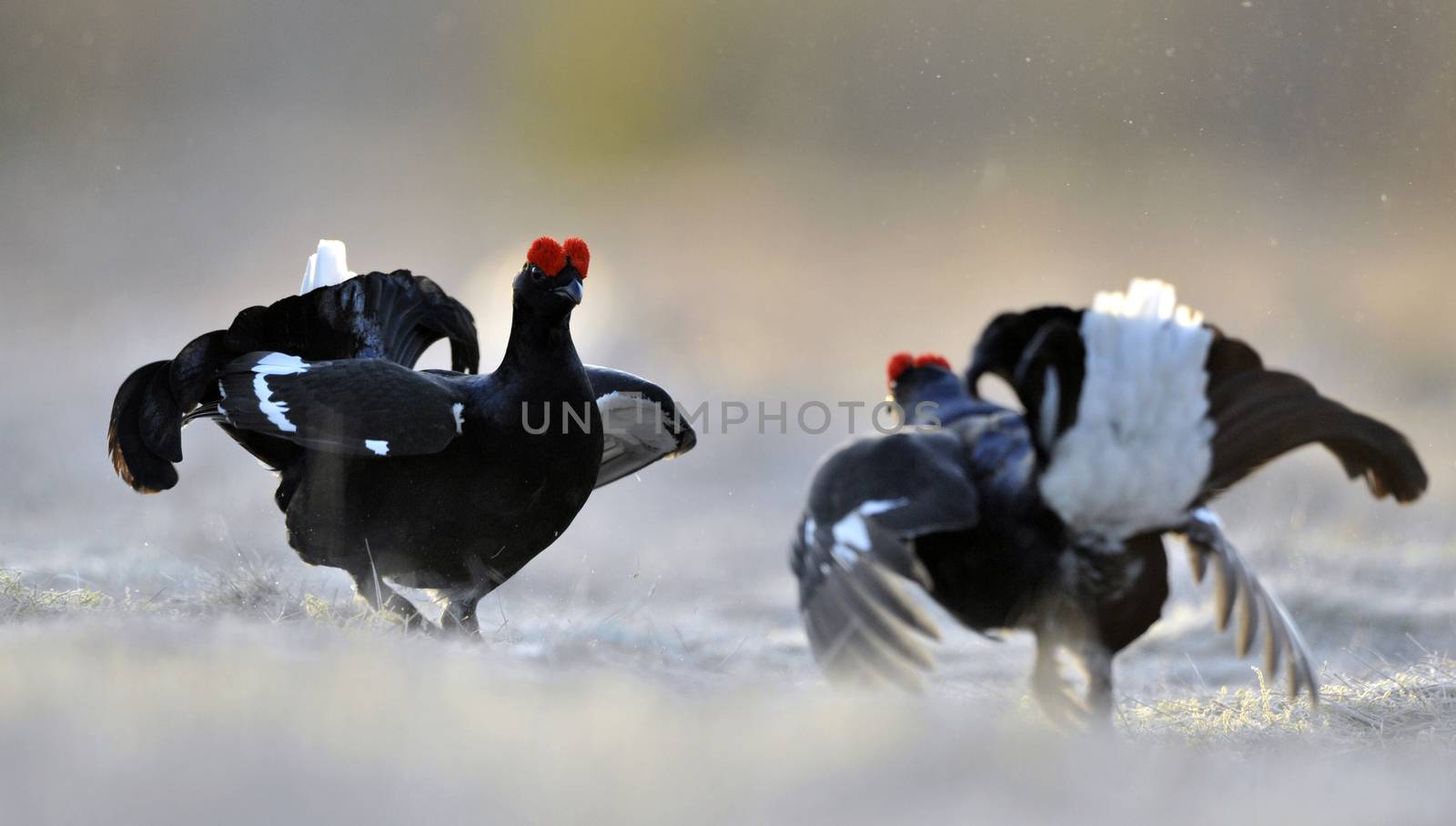 Sunrise Backlight Portrait of  lekking black grouses (Tetrao tetrix) by SURZ