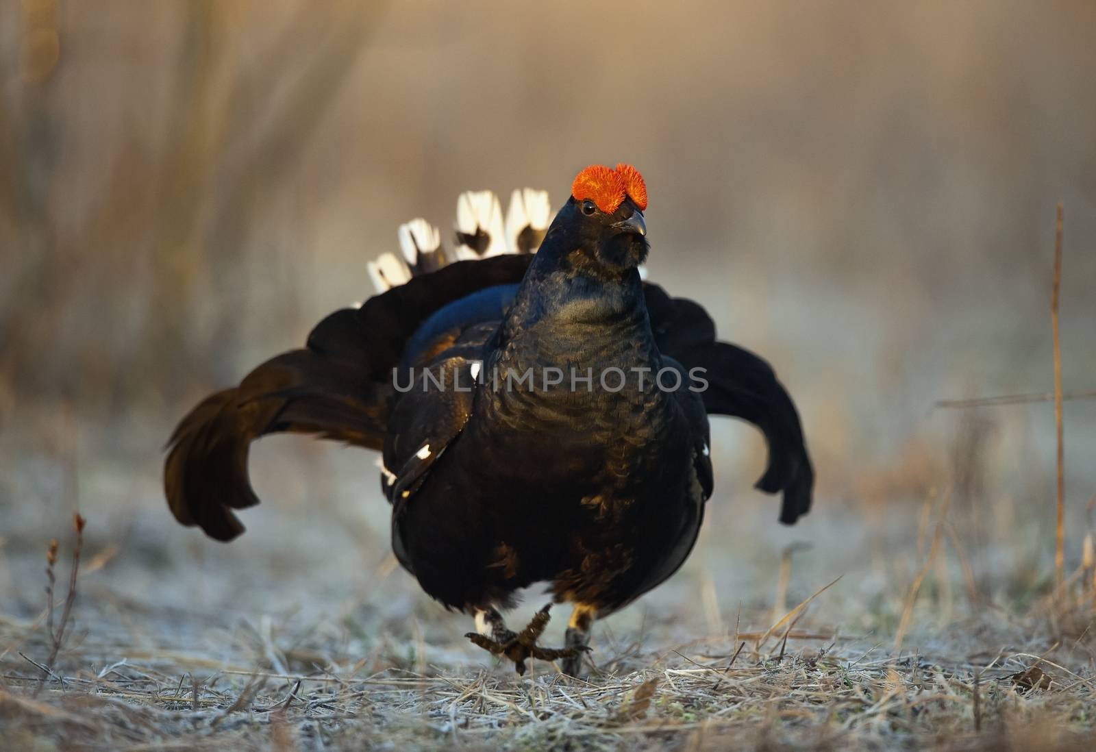 Portrait of a Gorgeous lekking black grouse (Tetrao tetrix).   by SURZ