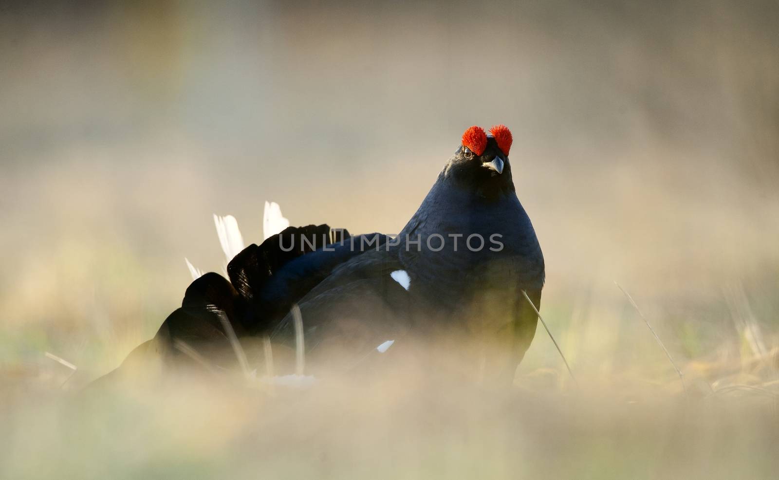 Portrait of a Gorgeous lekking black grouse (Tetrao tetrix). (Lyrurus tetrix) early in the morning 