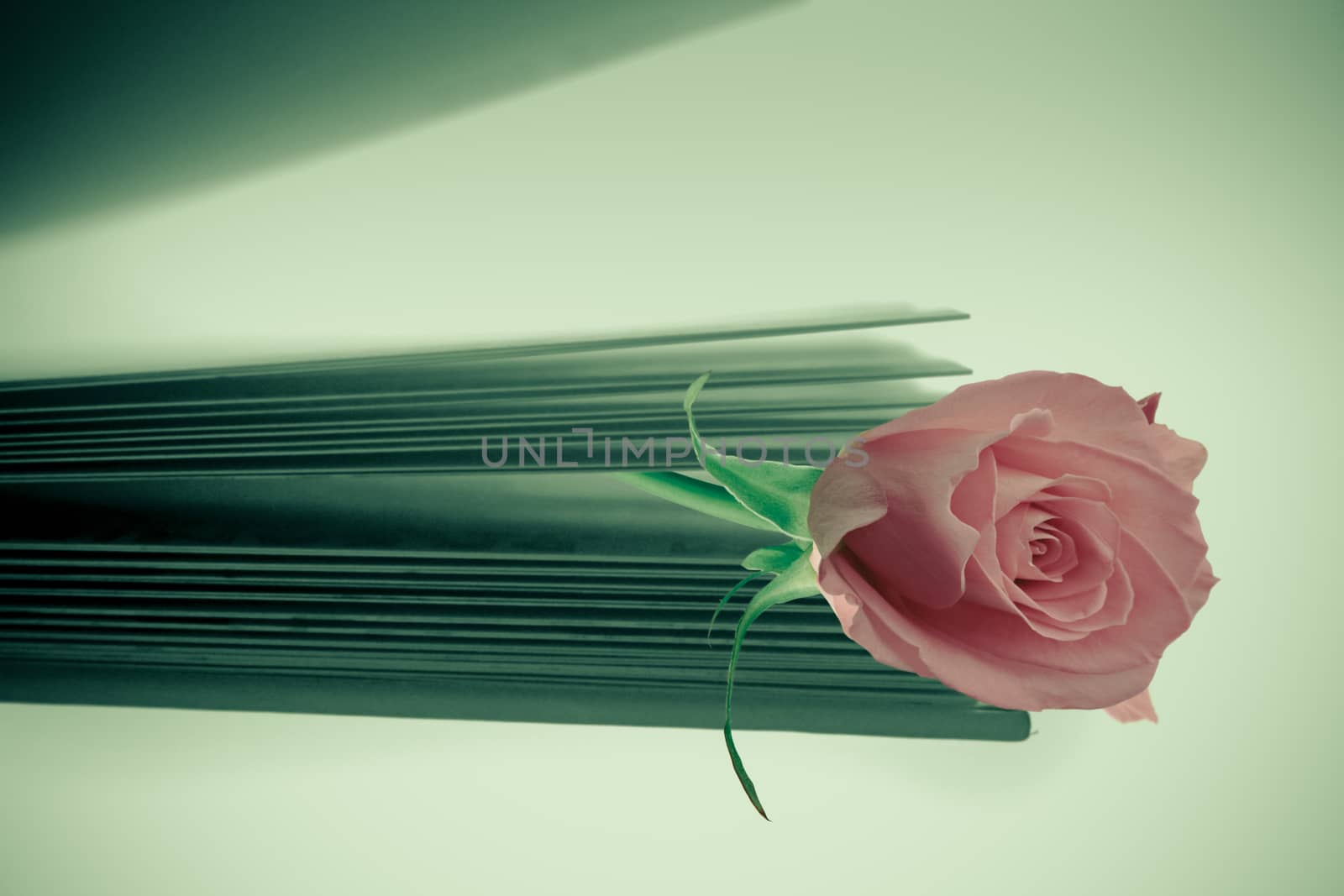 pink rose on a book close up shoot by yands
