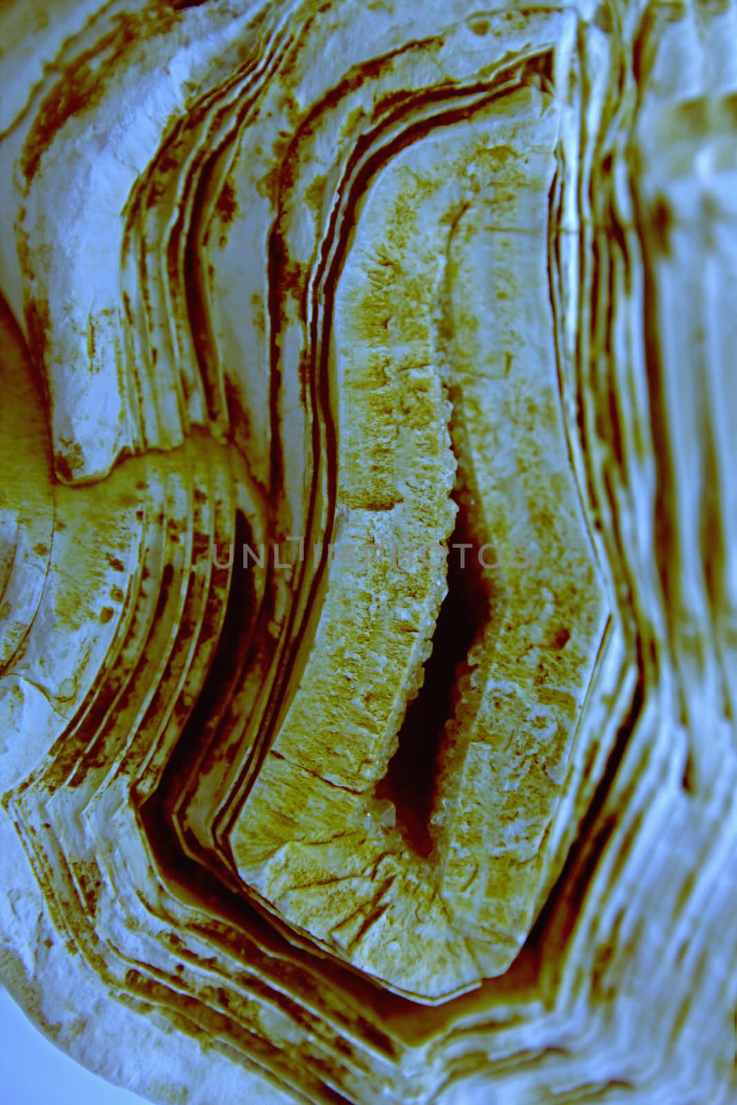molecular fossils Stromatolite stone