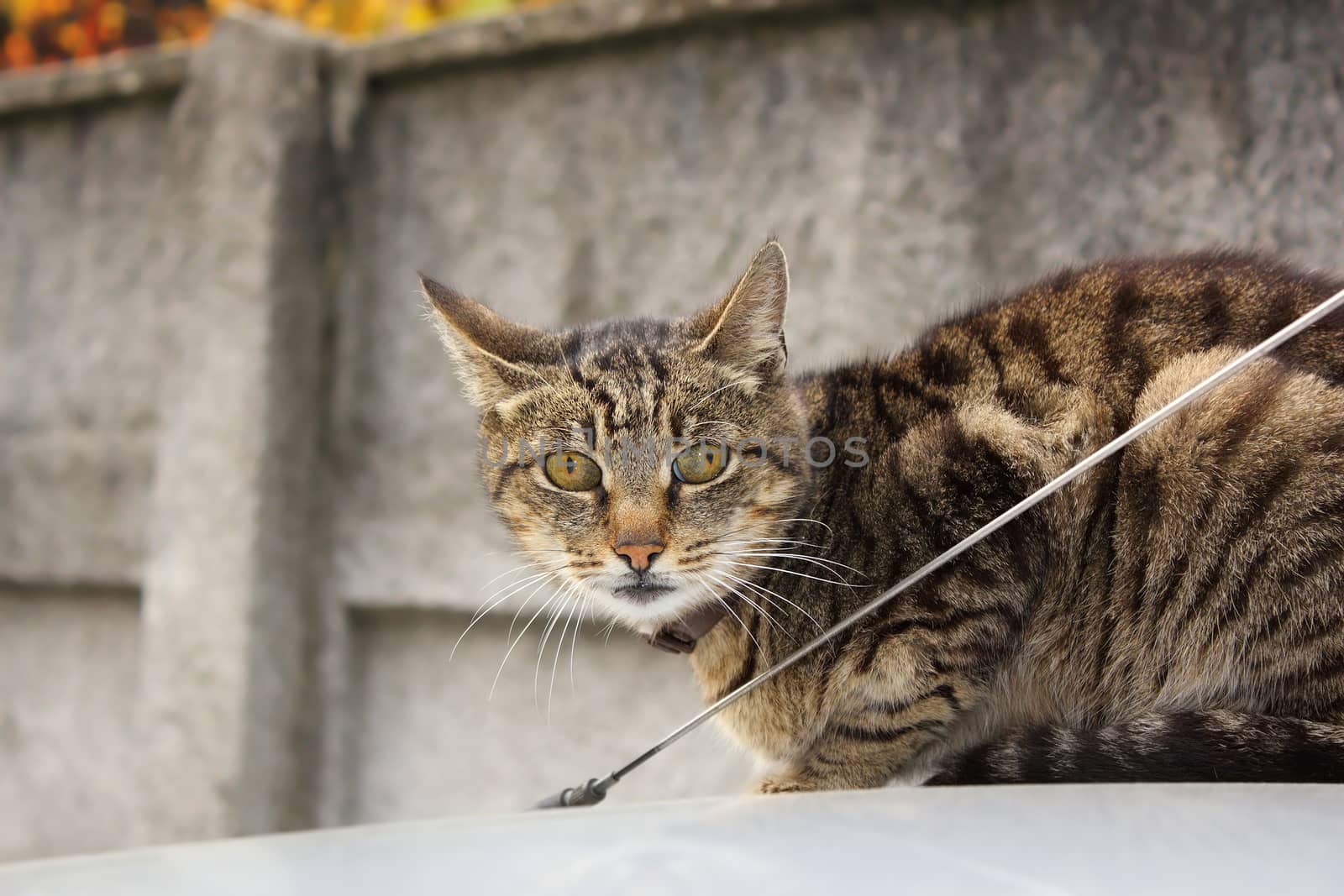 domestic cat standing on top of the car