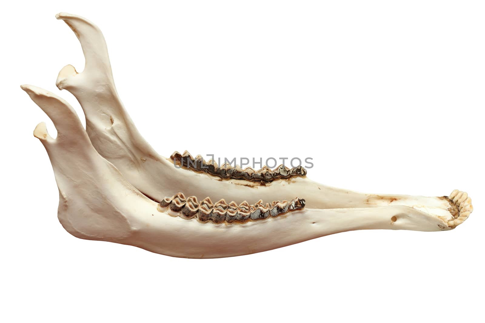 cervus elaphus ( european red deer ) mandible, isolation over white