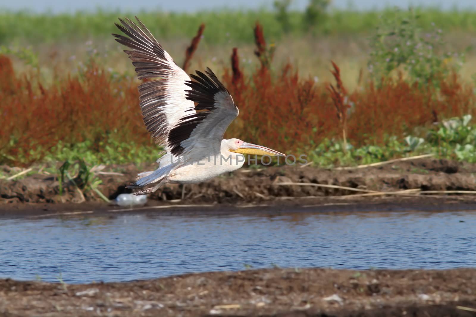 great white pelican ( Pelecanus onocrotalus )  taking off