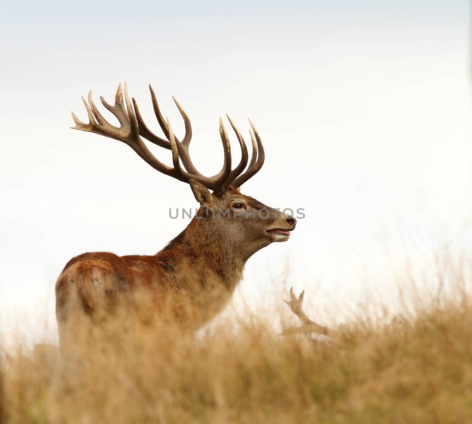 male cervus elaphus ( red deer stag )  in mating season