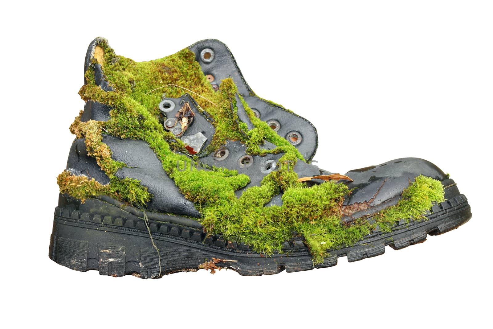 old shoe overgrown with moss by taviphoto