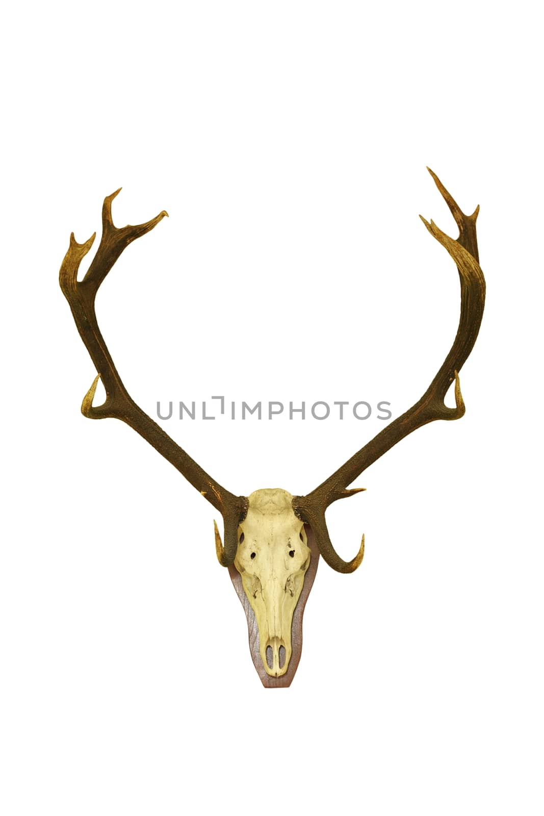red deer buck isolated hunting trophy by taviphoto