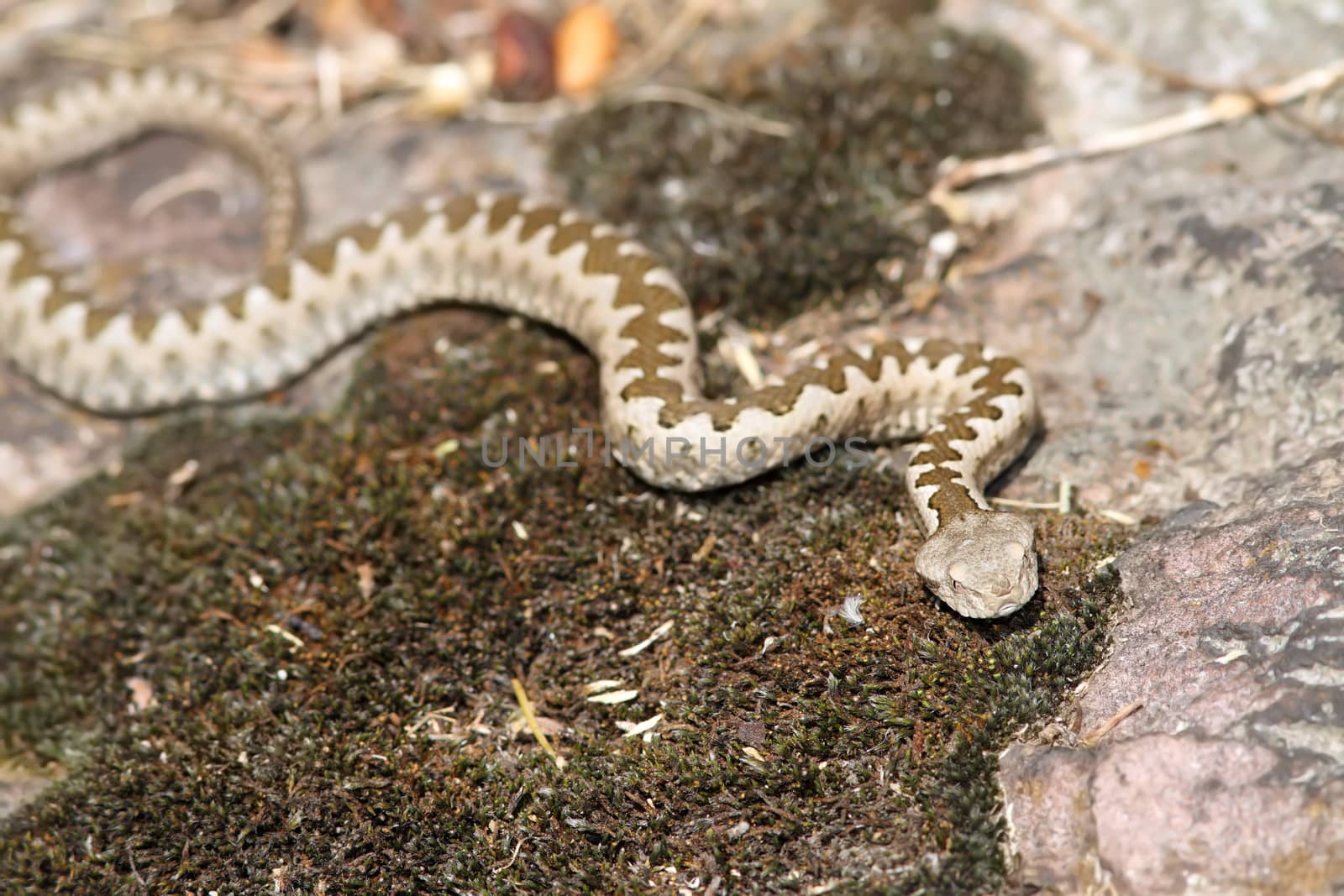 young european horned viper in natural habitat by taviphoto