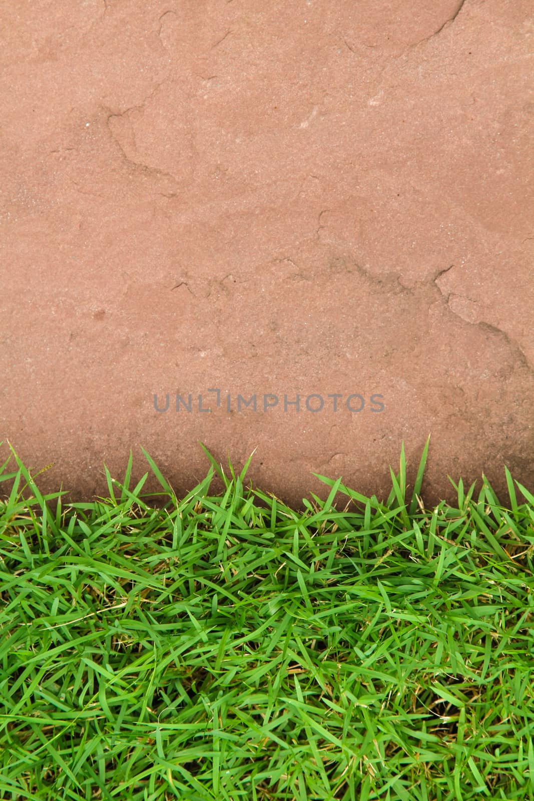 Fresh green grass on sand stone background