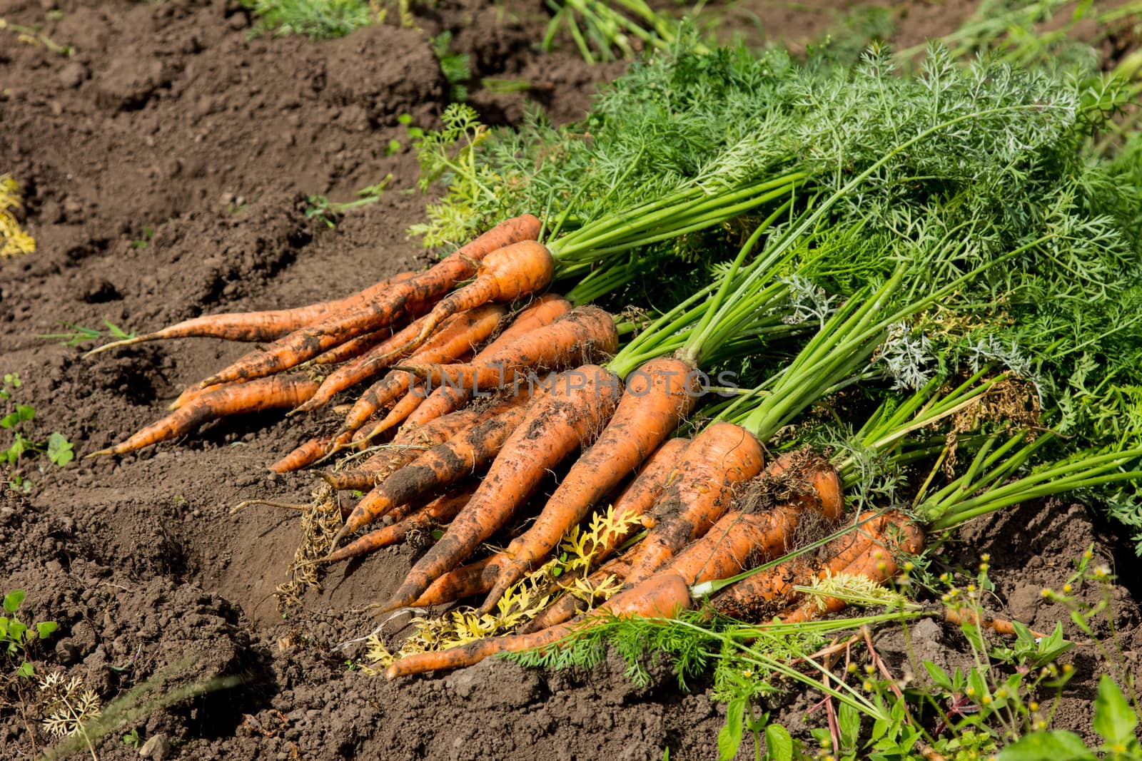 Harvest fresh organic carrots on the ground