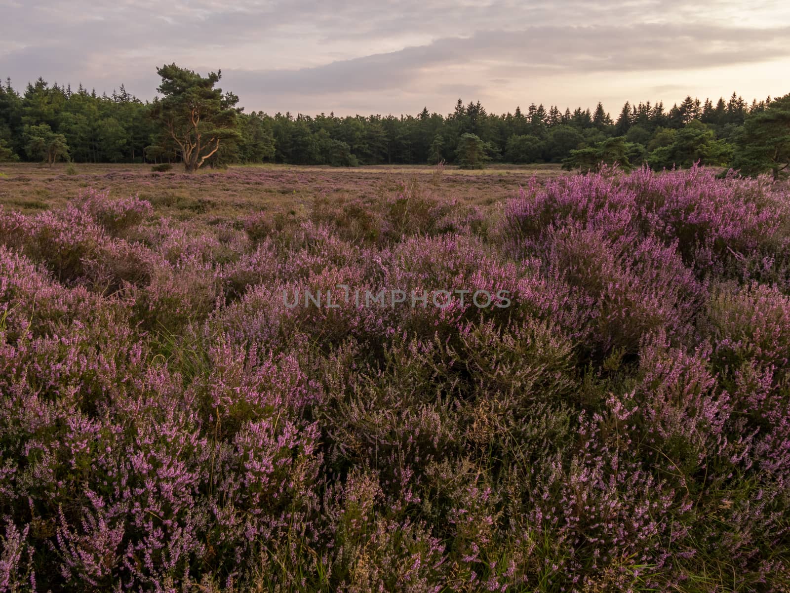 View over a heathland field in full bloom in Holland
