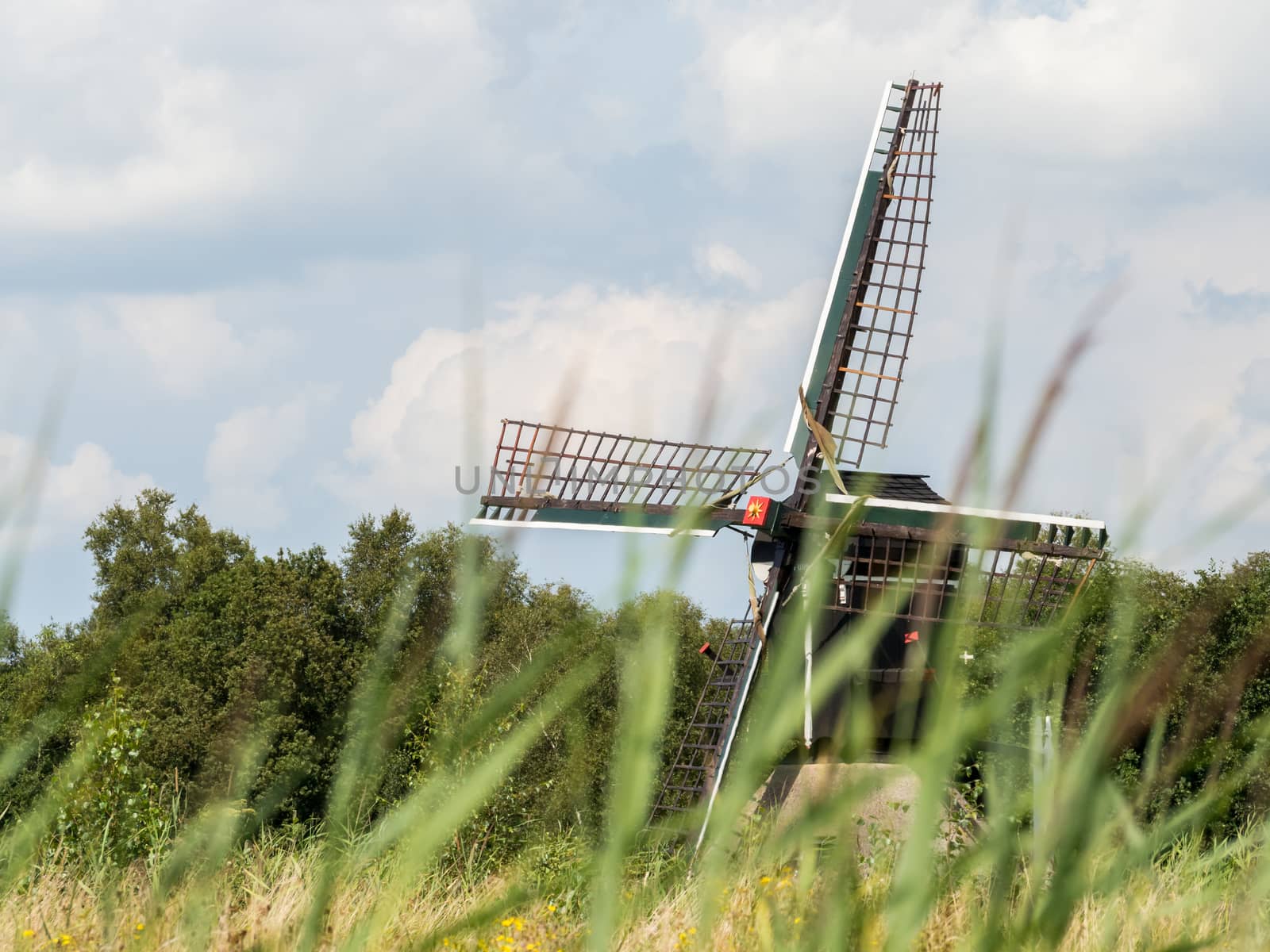 Dutch windmill pops out behind long strands of grass in Weerribben, Netherlands