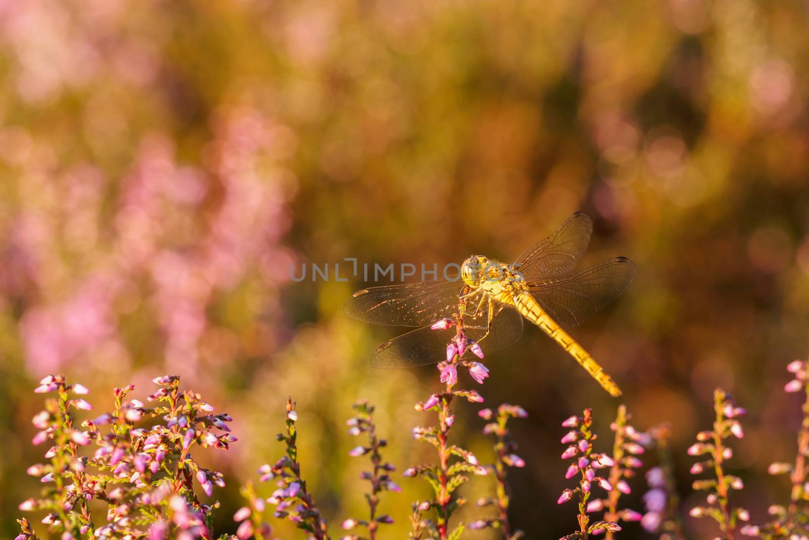 Dragonfly in sunset light over line of heather by frankhoekzema