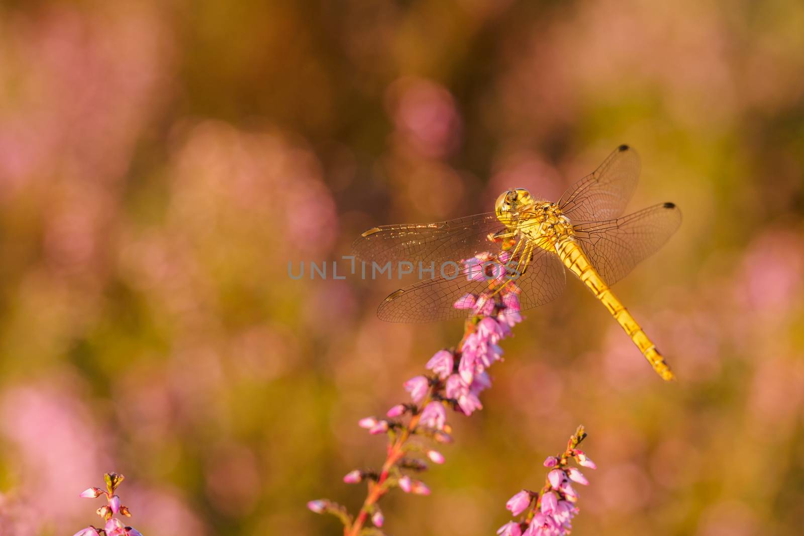 Dragonfly closeup in sunset light by frankhoekzema