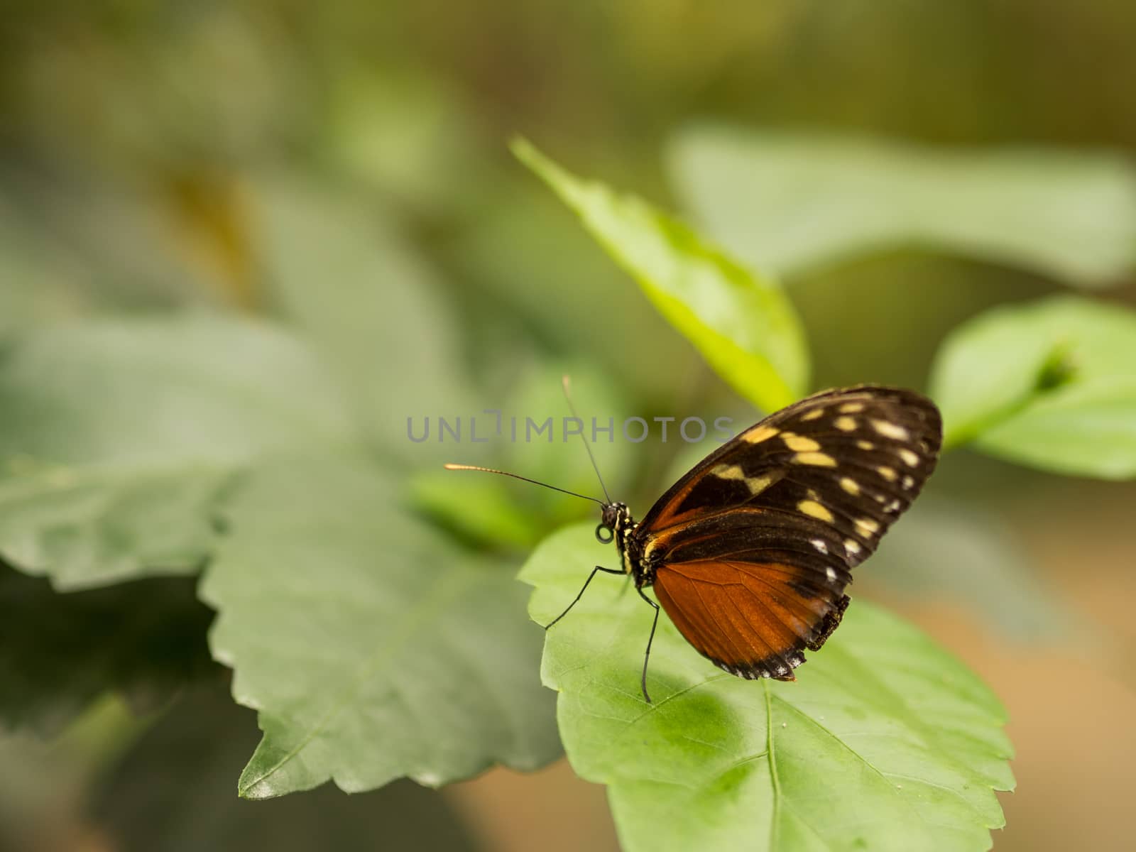 Simple black, yellow and orange butterfly on a green leaf