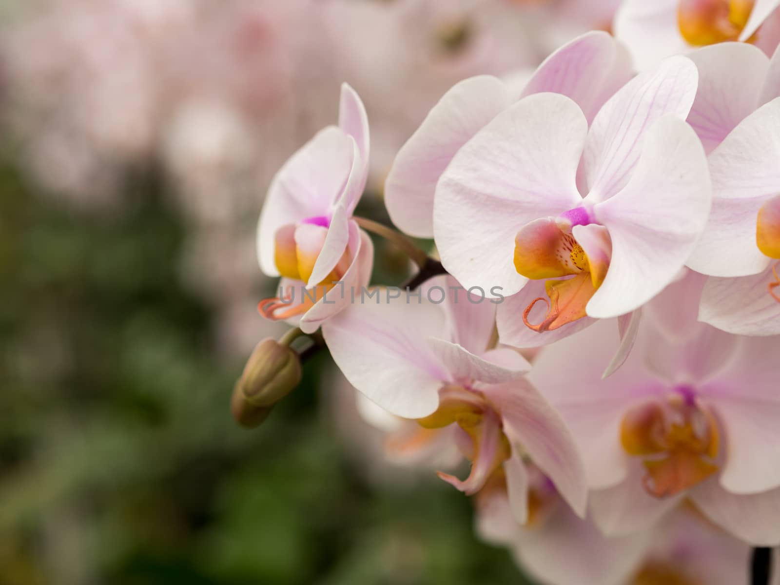Closeup of white pink orchids in natural environment in full bloom