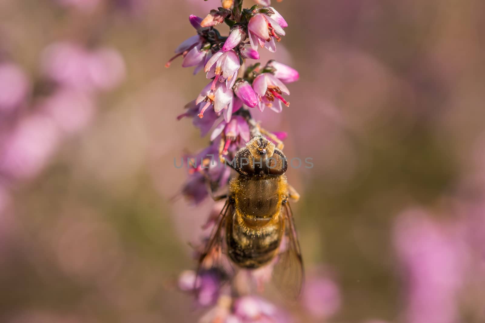 Wasp resting on the side of some pink heather in full bloom